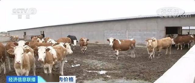 白万玉|养一头牛，纯赚5000元！牛肉价格连涨9周，达历史高位！还会再涨吗？