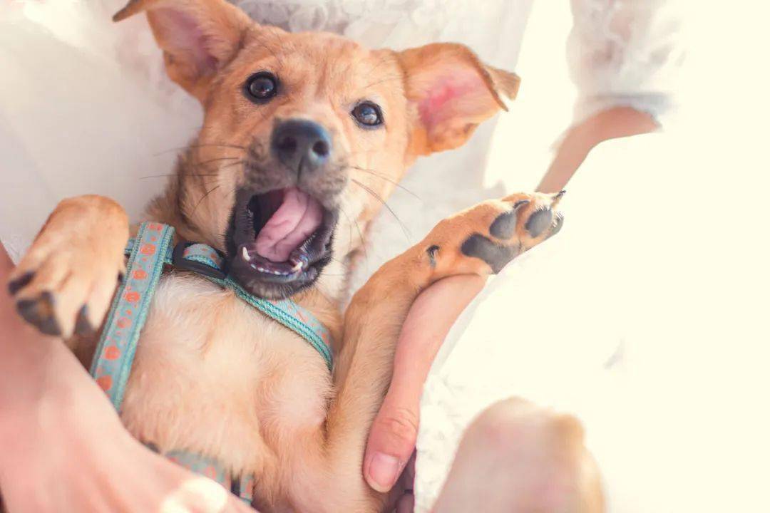 当你下班回家,爱犬扑过来时,尴尬的事情发生了!_狗狗