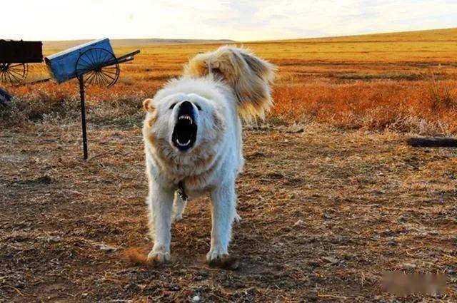 草原猛犬并非只有藏獒，还有这3只，你可能还并不知道