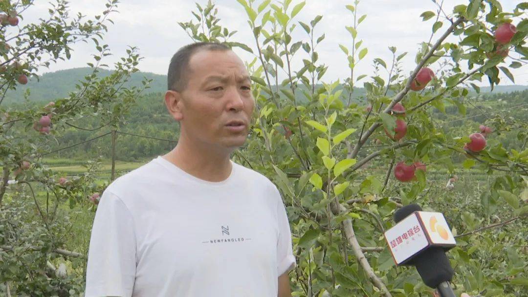 禄丰高峰乡:苹果丰收日子甜