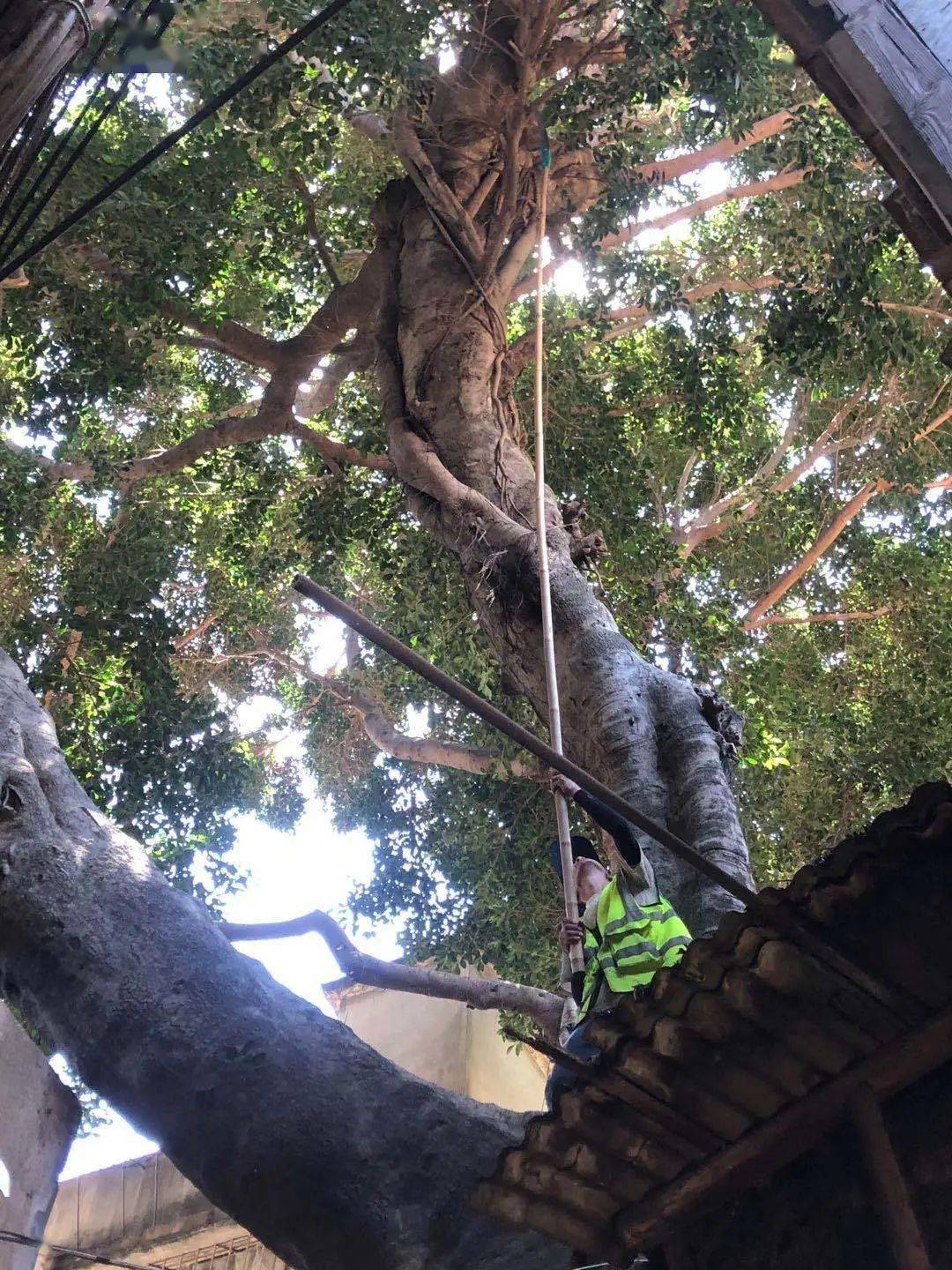 什么状叶茂成语_根深叶茂(3)