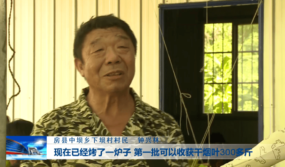 钟兴林说"现在已经烤了一炉子,第一批可以收获干烟叶300多斤.