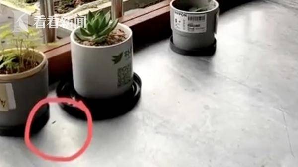 阿姨|厨房惊现老鼠药 邻居：台风吹落的