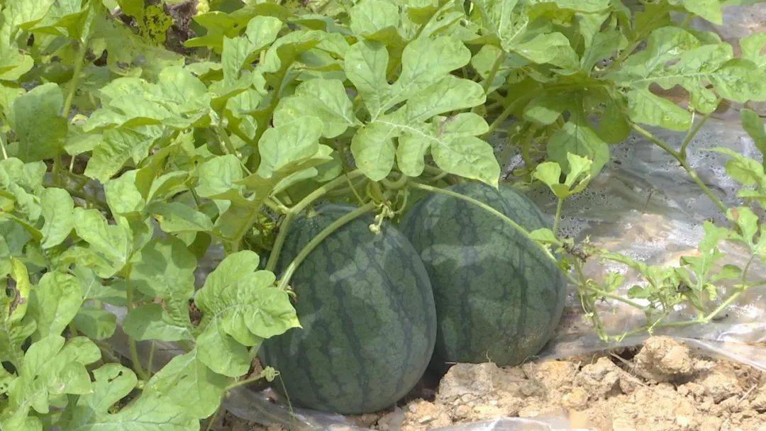西瓜怎么种植全过程视频 b05457b825434ebdbd710095cc7ad333.jpeg