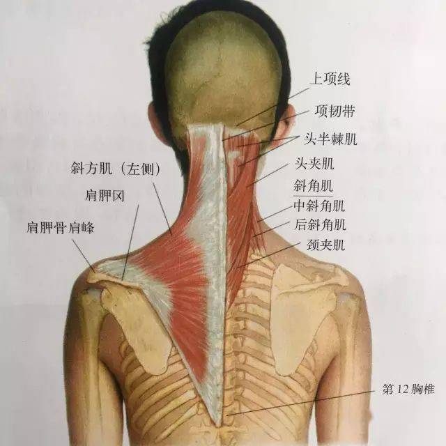 专业分享落枕处理这四块肌肉决不能忘