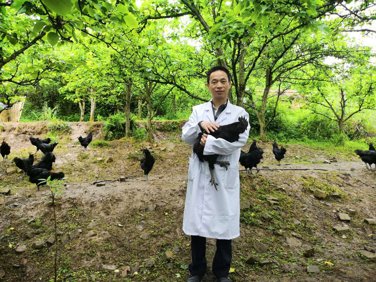 扶贫|中国企业扶贫故事 | 从跑步鸡到跑山猪——京东助农“造星”记