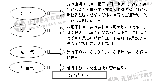 14.元气,宗气,卫气,营气分布与功能:13.