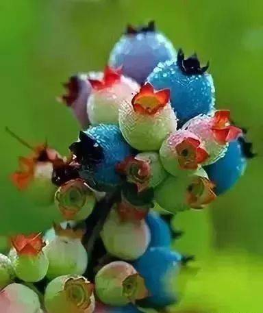 花竟然|稀世奇花终于开了！
