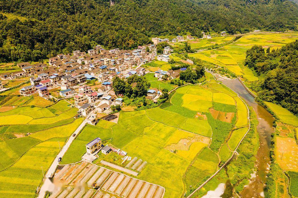 湖南湘西:航拍乡村风光 金色田园景色迷人