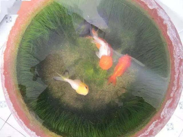 如何简单养鱼不用换水 945b71a5e2734c7dad79b0eb90cc001e.jpeg