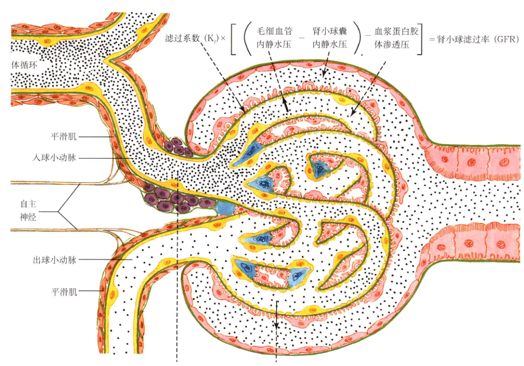 肾脏|为何怀孕时血肌酐会降低
