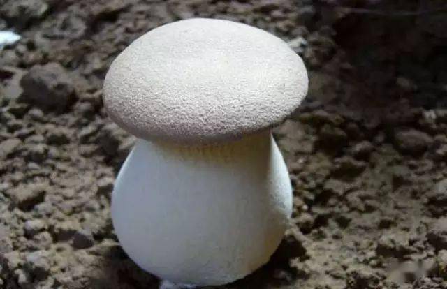 【农业知识】蘑菇种类及图片大全_手机搜狐网