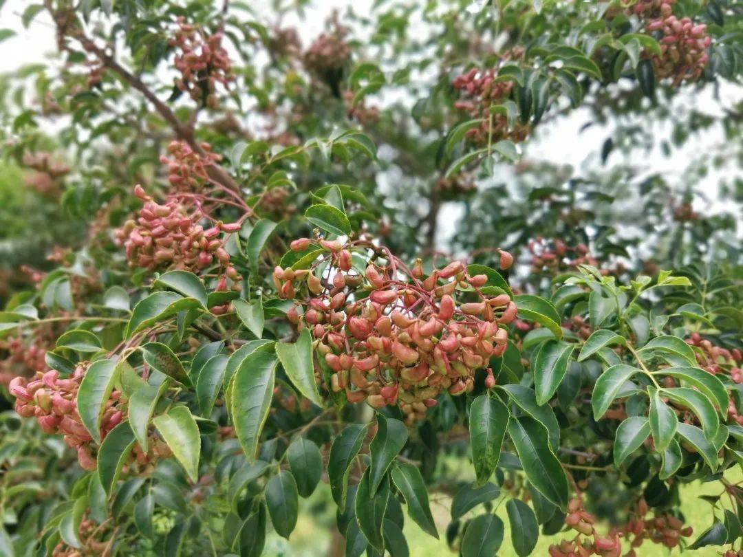 野鸭椿