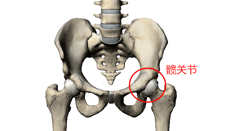 骨盆痛是什么原因引起的 93a7f23273474bd3a789878dfb74775f.png