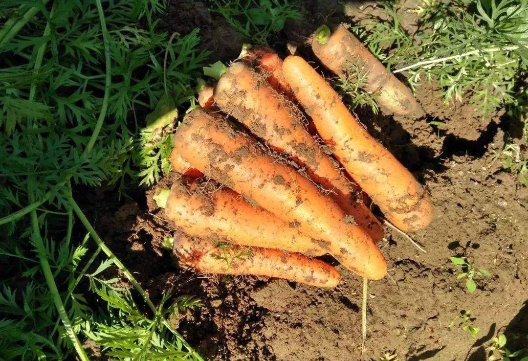 口感|12种口味征服你挑剔的味蕾！帮你扔掉垃圾食品！健康营养的综合果蔬脆