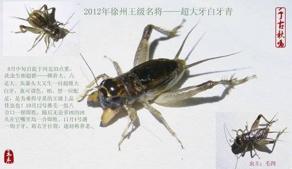 2012徐州顶级虫王超大牙白牙青