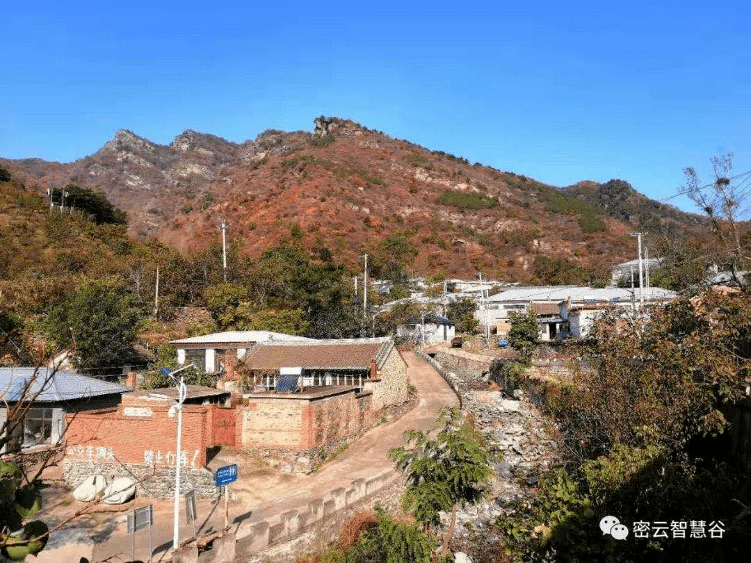 速看密云黄峪口村小蜜蜂飞到三里屯