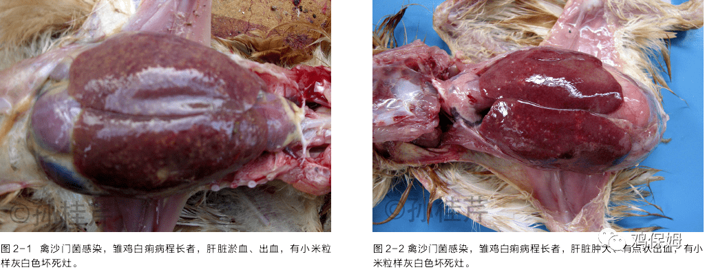 2.2 青年鸡白痢