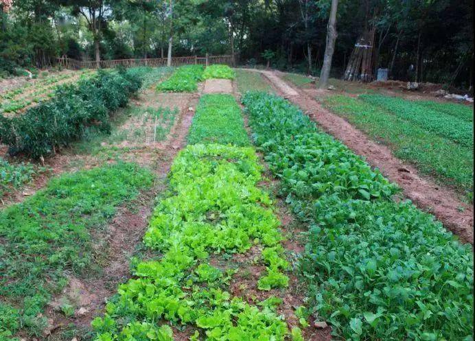 怎么种菜才能丰收 567ce0bff9a449268b1daa8f37fba679.jpeg