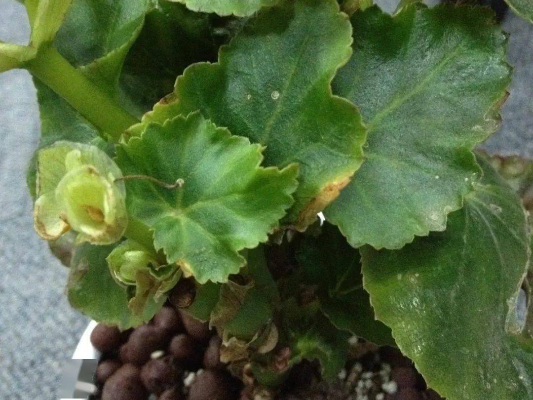 便秘最怕的三种植物 5abe86a41f52452a931930e901837b7f.jpeg