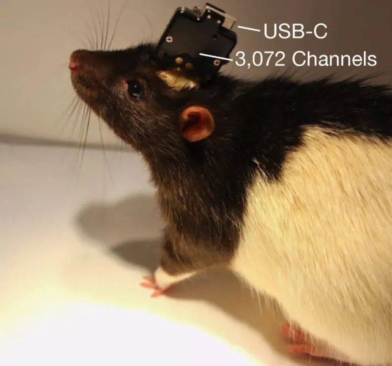 马斯克|马斯克将芯片接入猪脑！说可以存储、下载记忆，网友：可怕…