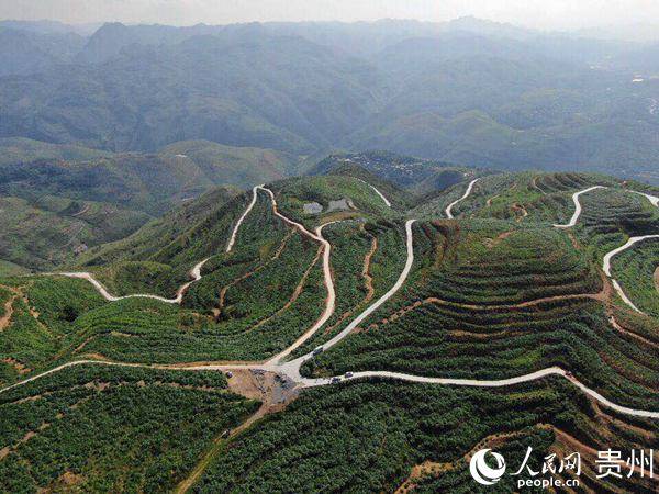 关岭自治县新铺镇大力发展皇竹草种植.关岭县宣传部供图