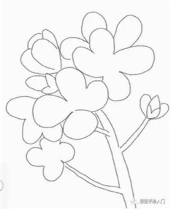彩铅花卉入门用彩色铅笔画油菜花彩铅手绘花朵步骤图