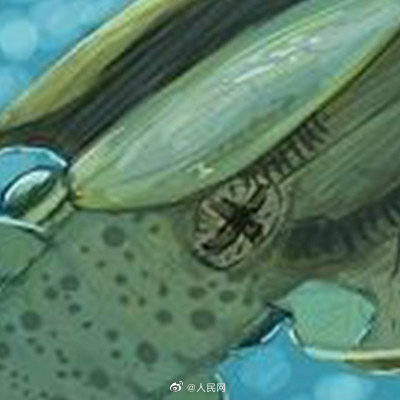 头部|心形头部的虾你见过吗？科学家发现5亿年前线纹心虾