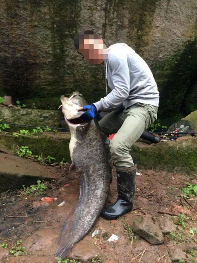 小伙钓获巨型大口鲶鱼,长1.4米,重48斤