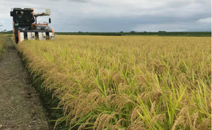 米价|米价太高？节约意识增强？食肉增多？日本国内大米需求年减22万吨