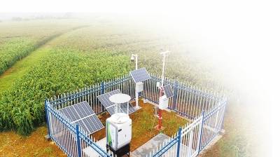 小米|小米 小杂粮有大市场