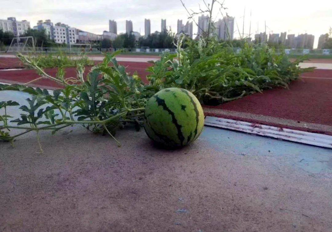 女生宿舍|当高校男生搬进了女生宿舍……