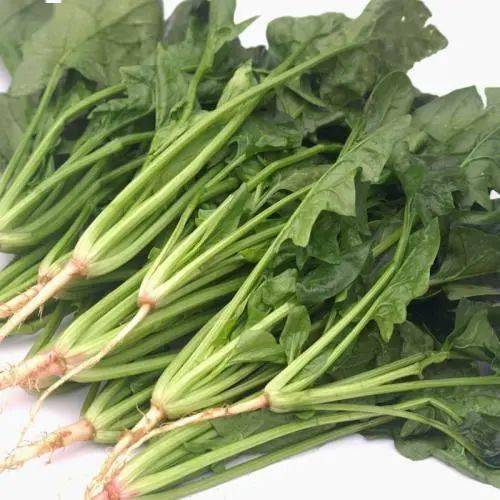 菠菜是什么季节的蔬菜 92b54aaf04014254bcc9ceb65c91f043.jpeg