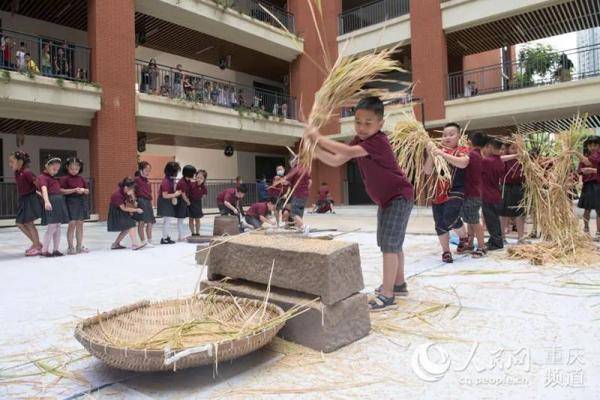 青禾|别样“开学第一课”，下田“打谷子”！