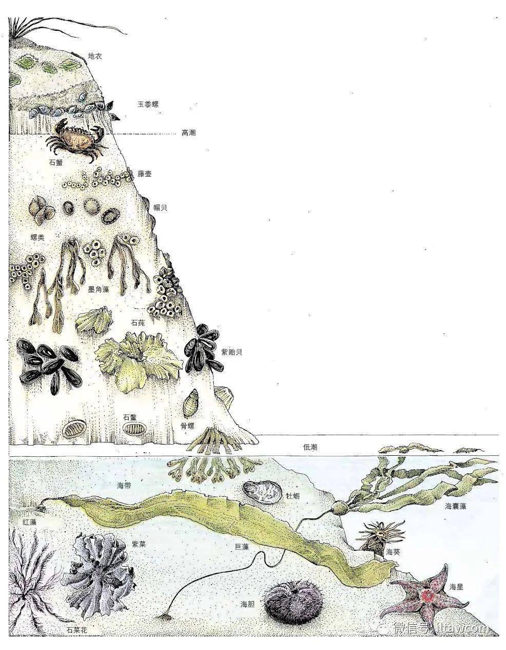 丰富多样的海底居民底栖动物