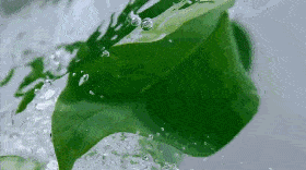 好闻|可以嚼的“漱口水”！好看好嚼好闻，口吐清新…