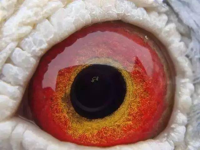 8522羽总冠军鸽眼 ▽▽ 这是一只比较特别的眼睛,它的面砂色彩鲜艳