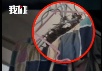 寝室|湖南俩大学寝室惊现大蜂巢，马蜂密密麻麻！同学“含泪”分享美味(视频)