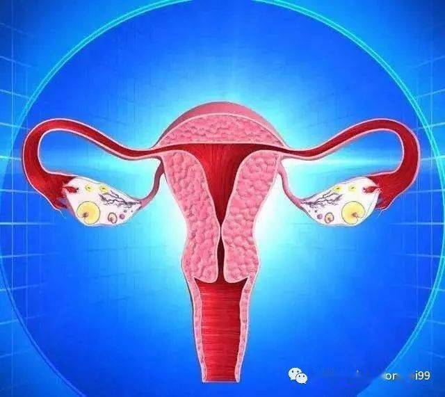 【yabo888vip】
为什么女人的寿命一般都比男子长 因为女人多了一个排血毒的器官——子宫(图1)