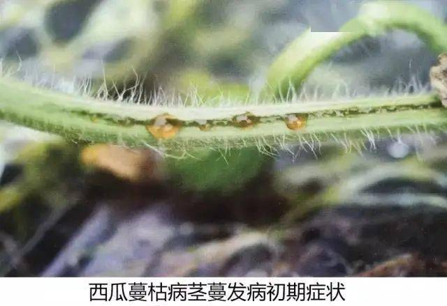 图说病害|西瓜蔓枯病各部位发病症状图来了