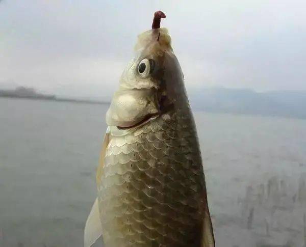 92c9a50b12ef4799846adadc71bafdaf.jpeg