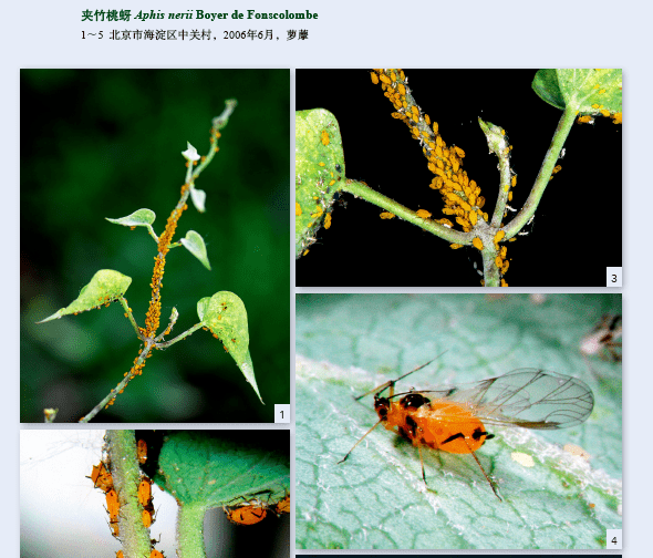 小蚜虫大世界常见蚜虫生态图鉴出版