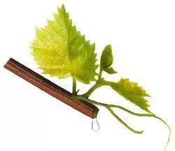 夏天|“药妆·Caudalie”听说这个夏天的美白秘笈是它们？