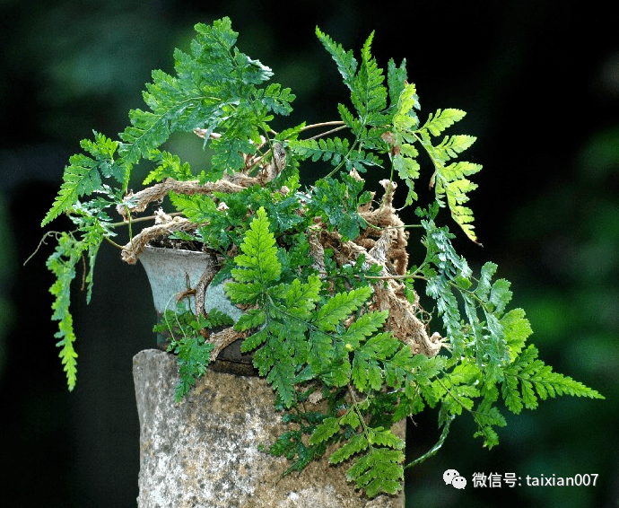 史上最全的山野草图鉴