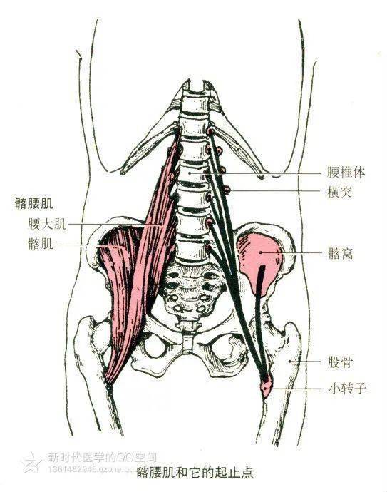 起点:股直肌起自髂前下棘;股中肌起自股骨体前面;股外侧肌起自股骨粗