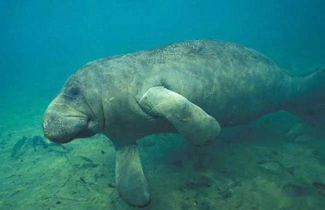 大海牛：1768年灭绝大海牛：1768年灭绝别称巨儒艮、斯特拉海牛等，是生存