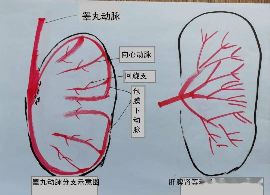 图2睾丸动脉分支,与肝脾肾动脉分支的不同.