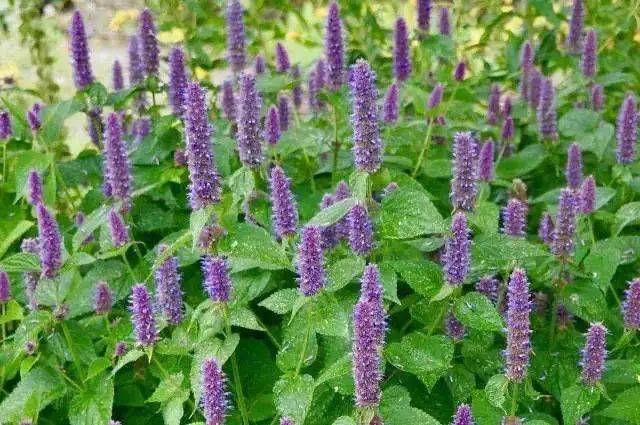 痘痘|背上长痘？神奇“液体”硫磺皂，60秒揪出万千螨虫，李佳琦卖了3万瓶！