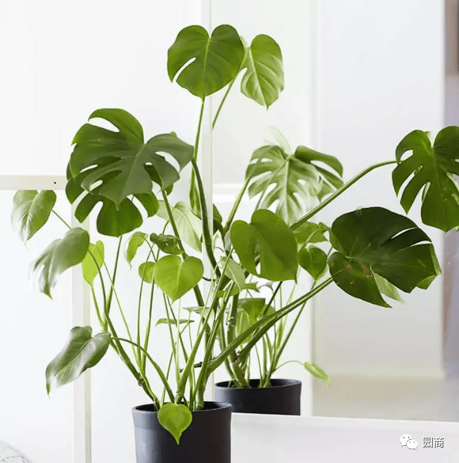 在设计室内植物装饰时,不仅要考虑植物本身的绿化效果(形态,色彩