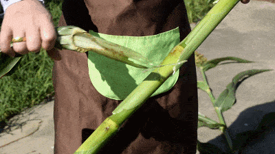 崇明|有一样自然赐予的好物超好吃~崇明这个农庄